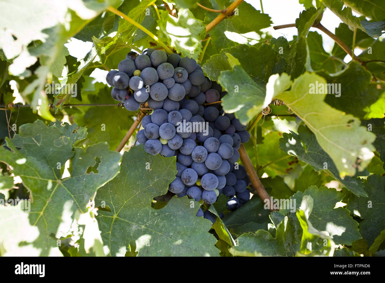 Bewässerten Anbau von Trauben Aragones entworfen, die Herstellung von Wein Stockfoto