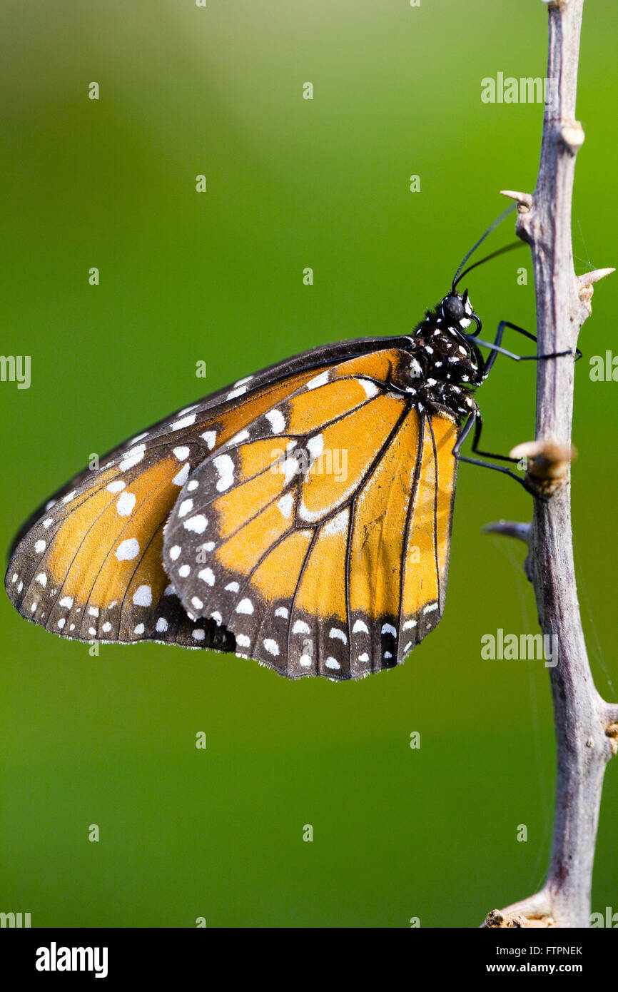 Detail des Schmetterlings thront auf Zweig Stockfoto