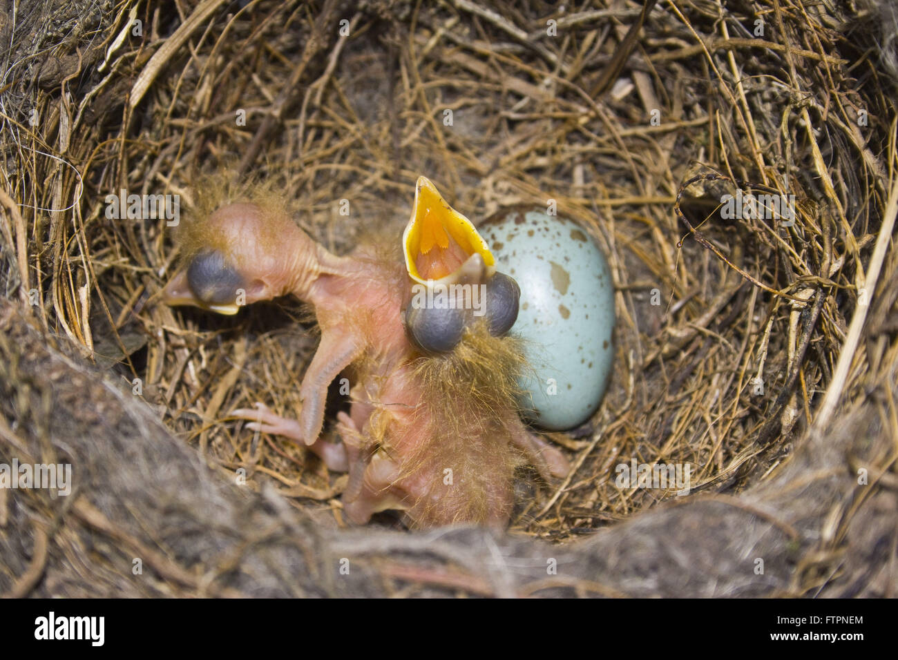 Junge wusste Orange im Nest bald nach dem Verlassen der Ei Stockfoto