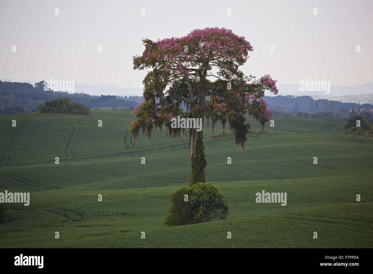 Überrest einheimischer Vegetation entlang der Baumpflanzung Sojabohnen Stockfoto