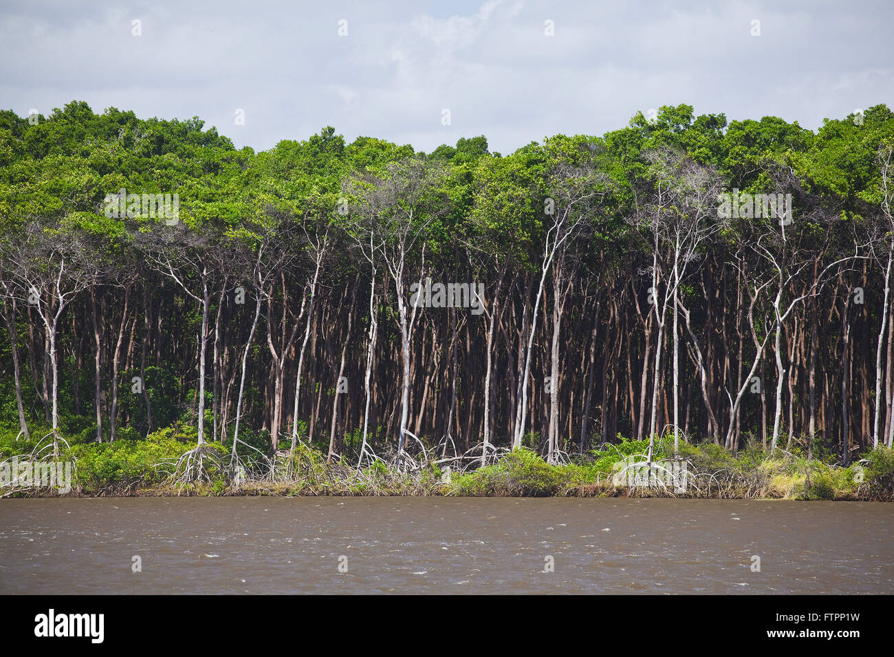 Mangroven am Ufer des Flusses Preguicas Stockfoto