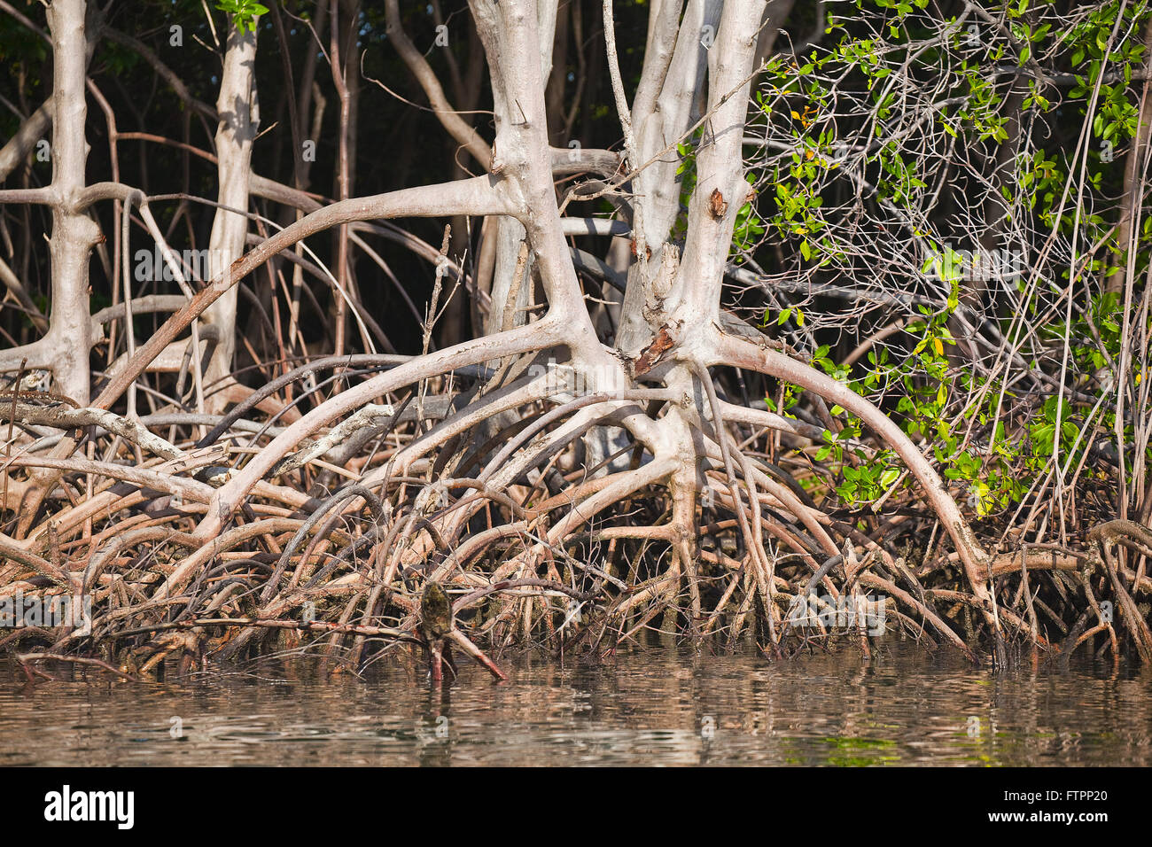 Weiße Mangrove - Sumpf in der Region von der Mündung des Flusses Preguicas Stockfoto