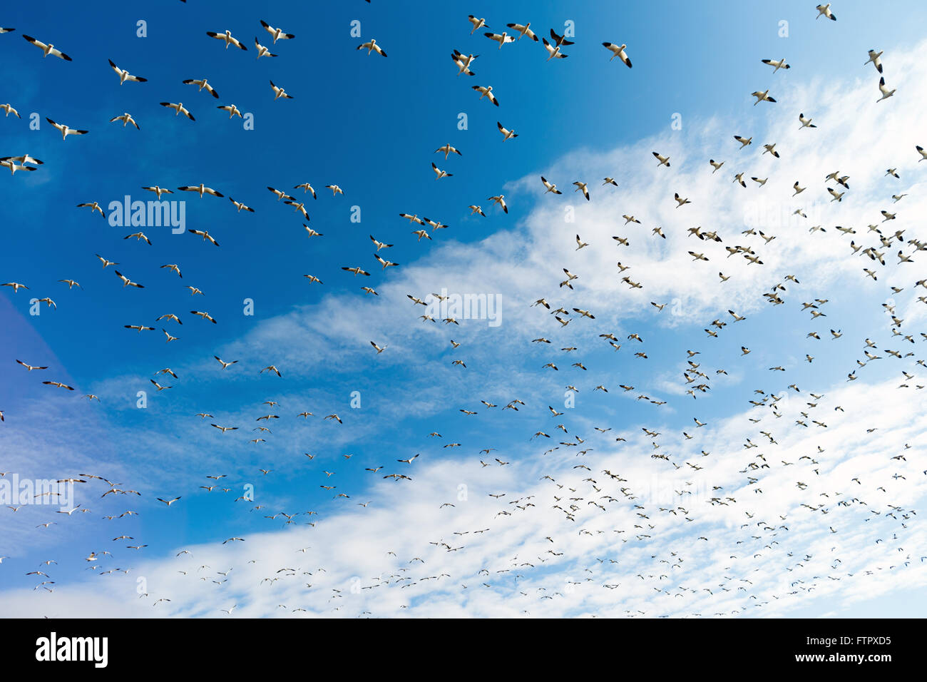 Schneegänse Herde zusammen Frühling Migration Wildvögel Stockfoto