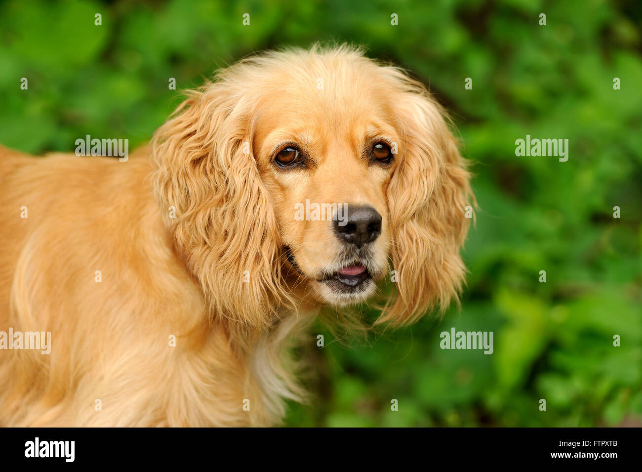 Cocker Spaniel ist eine Nahaufnahme eines schönen goldenen Cocker Spaniel Hund isoliert auf einem weichen Natur-Hintergrund. Stockfoto