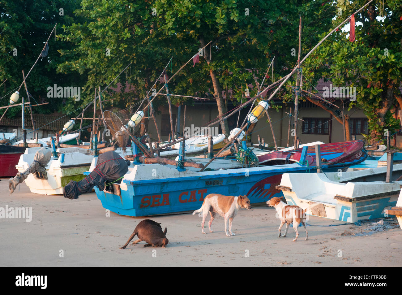 Am frühen Morgen im Galle Fort, Sri Lanka: streunende Hunde und Fischerbooten an einem geschützten Strand direkt vor der Kastellmauer Stockfoto