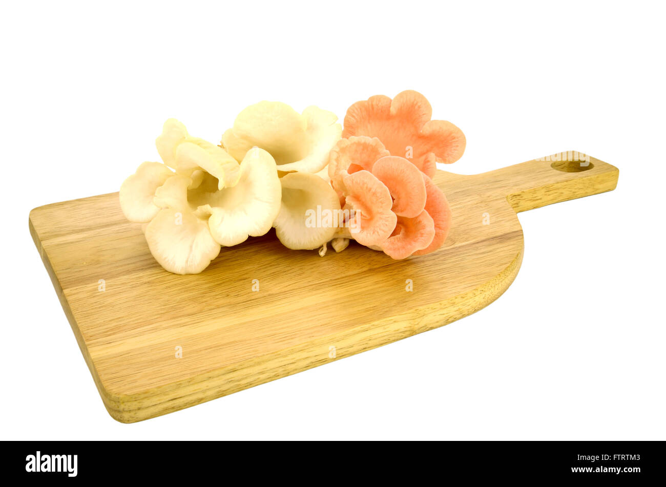 Bio Pleurotus Djamor oder rosa Austernpilz auf weißem Hintergrund. Stockfoto