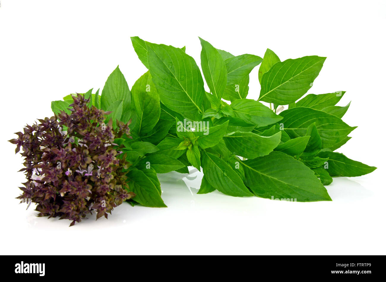 Sweet Basil Leaf mit Blumen (Ocimum Basilicum Linn) Isolated on White Background. Stockfoto