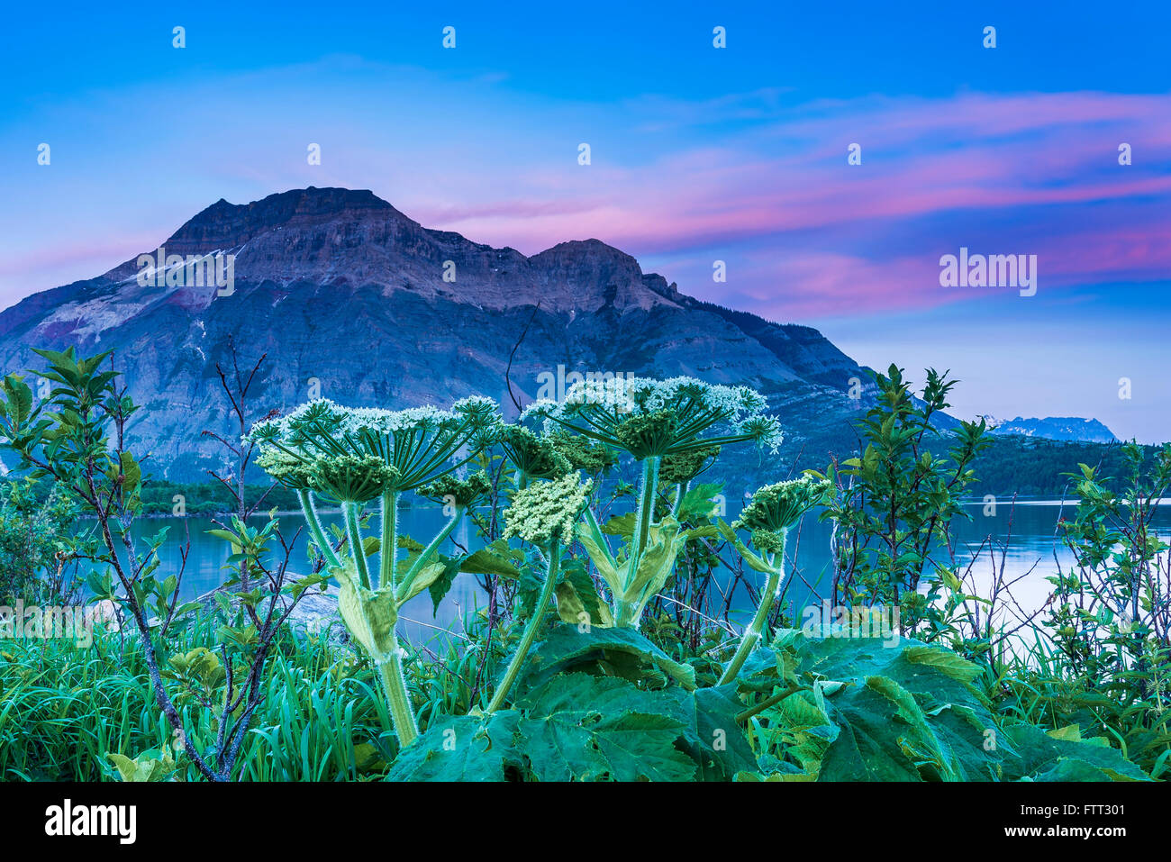 Kuh Pastinaken und Mount Vimy, Waterton Lakes National Park, Alberta, Kanada Stockfoto