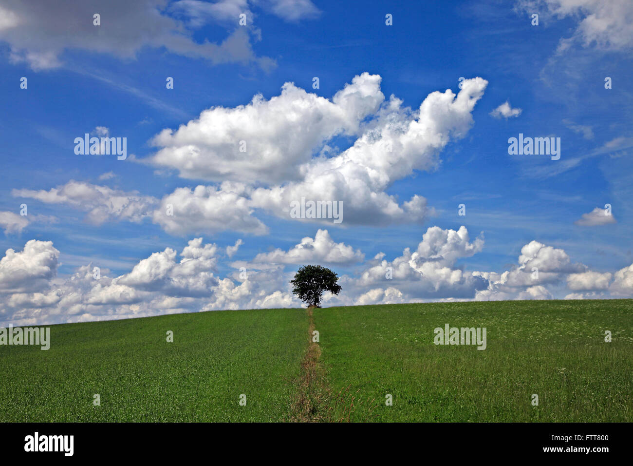 Einsamer Baum auf Hügel, Bayern, Deutschland Stockfoto