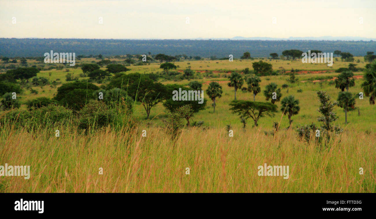Ein Blick auf einige ugandischen Landschaft.  Bild hat einen Vintage-Effekt angewendet. Stockfoto