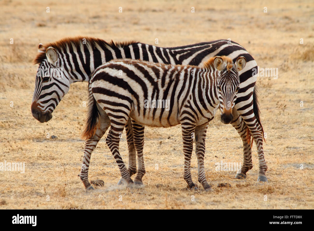 Zebra Fohlen und Mutter in der Ngorongoro-Krater Stockfoto