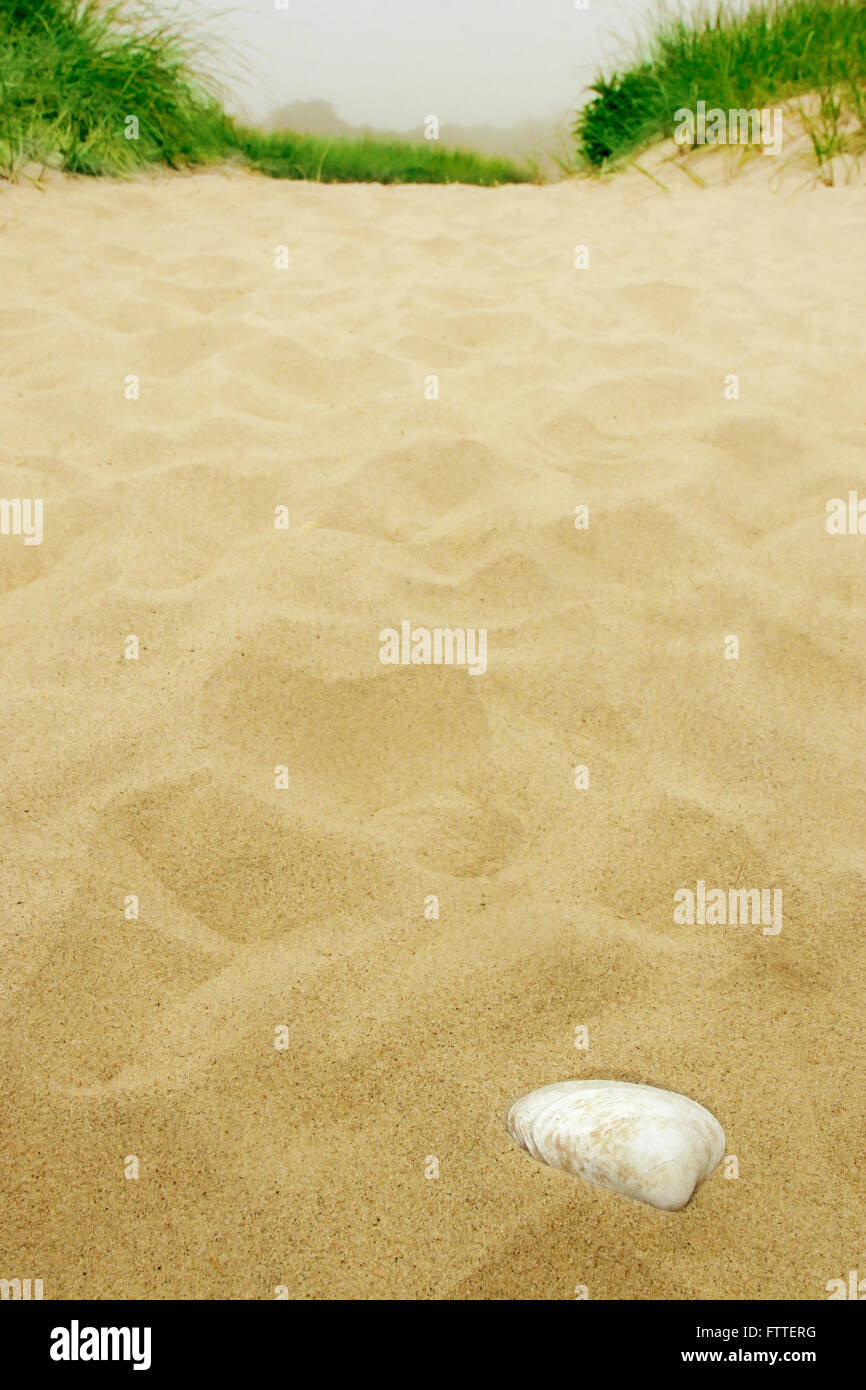 Einzelne Muschel am Strand / Dünen Stockfoto