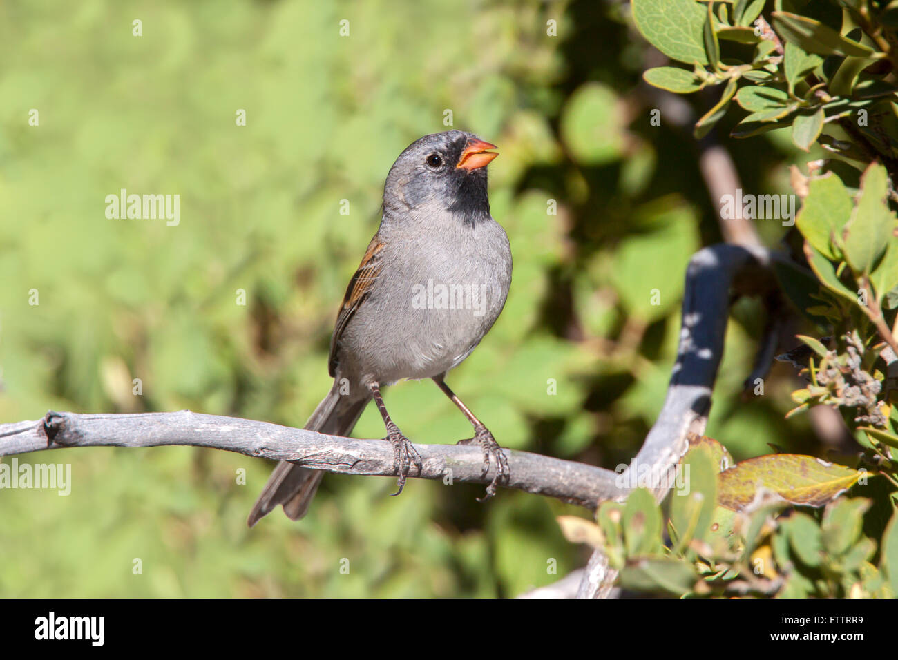 Schwarzer-chinned Sparrow Spizella Atrogularis Santa Catalina Mountains, Pinal County, Arizona, USA 18 März Adu Stockfoto