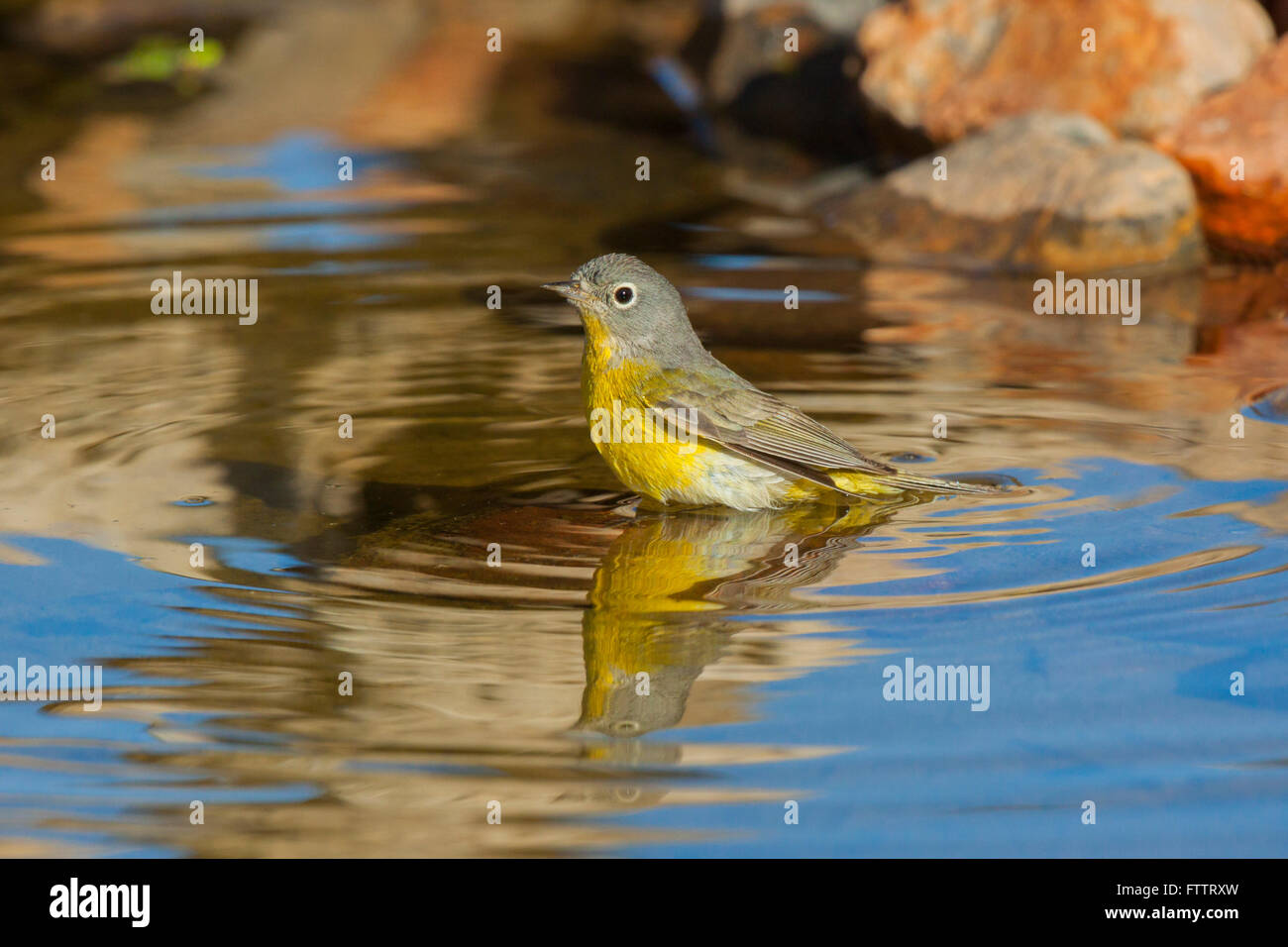 Nashville Warbler Vermivora Ruficapilla Amado, Santa Cruz County, Arizona, USA 16 April Erwachsenen Parulidae Stockfoto