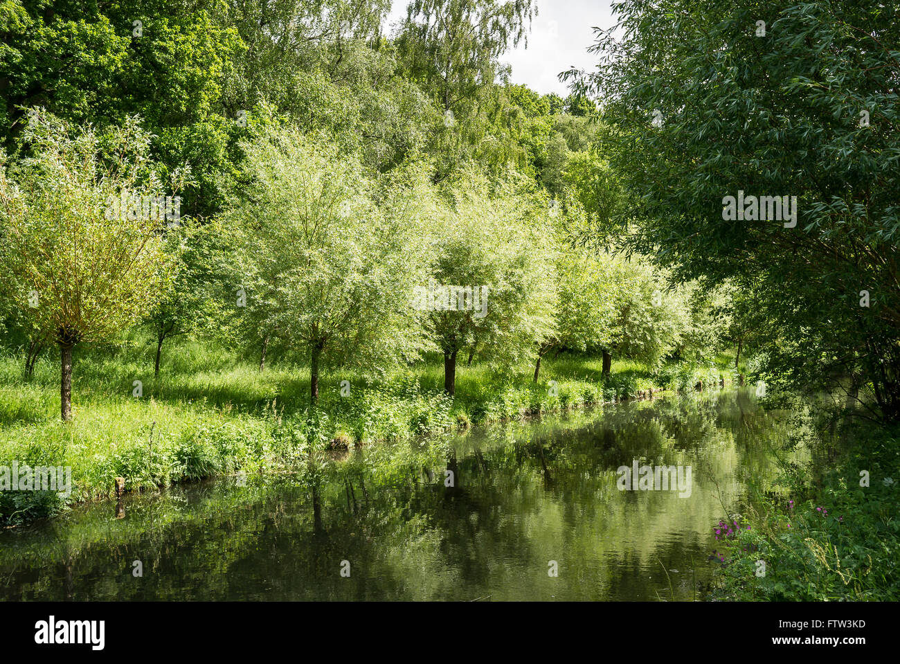Der ruhige Fluss Wylye fließt durch Hiobs Mühle Garten in Wiltshire UK Stockfoto