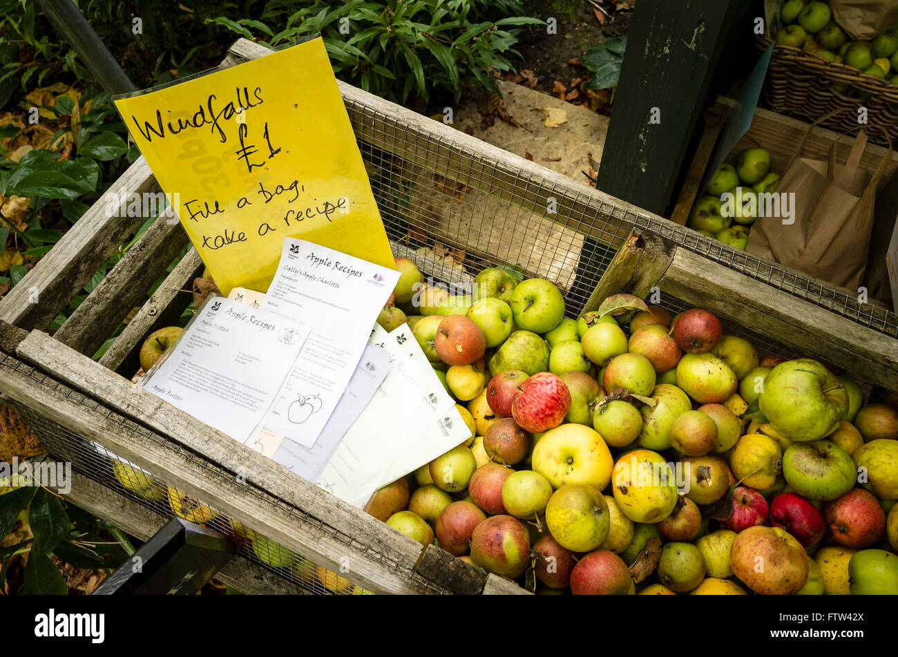 Windfall Äpfel mit vorgeschlagenen Rezepten angeboten in einem NT-Garten zur Steigerung der Mittel Stockfoto