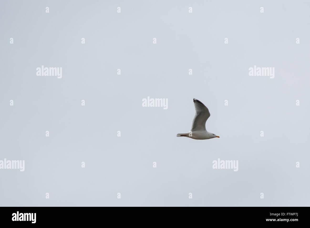 Möwe fliegen über Cromarty Firth in der Nähe von nigg Stockfoto Möwe fliegen über Cromarty Firth in der Nähe von nigg Stockfoto