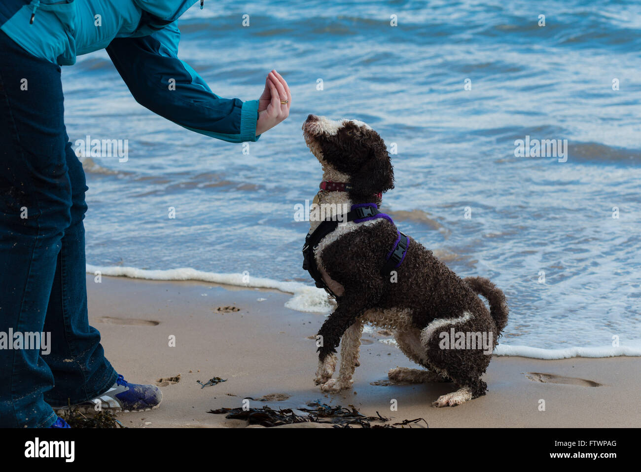 Spanischer Wasserhund ausgebildet, mit Sit-Befehl am Strand zu sitzen Stockfoto