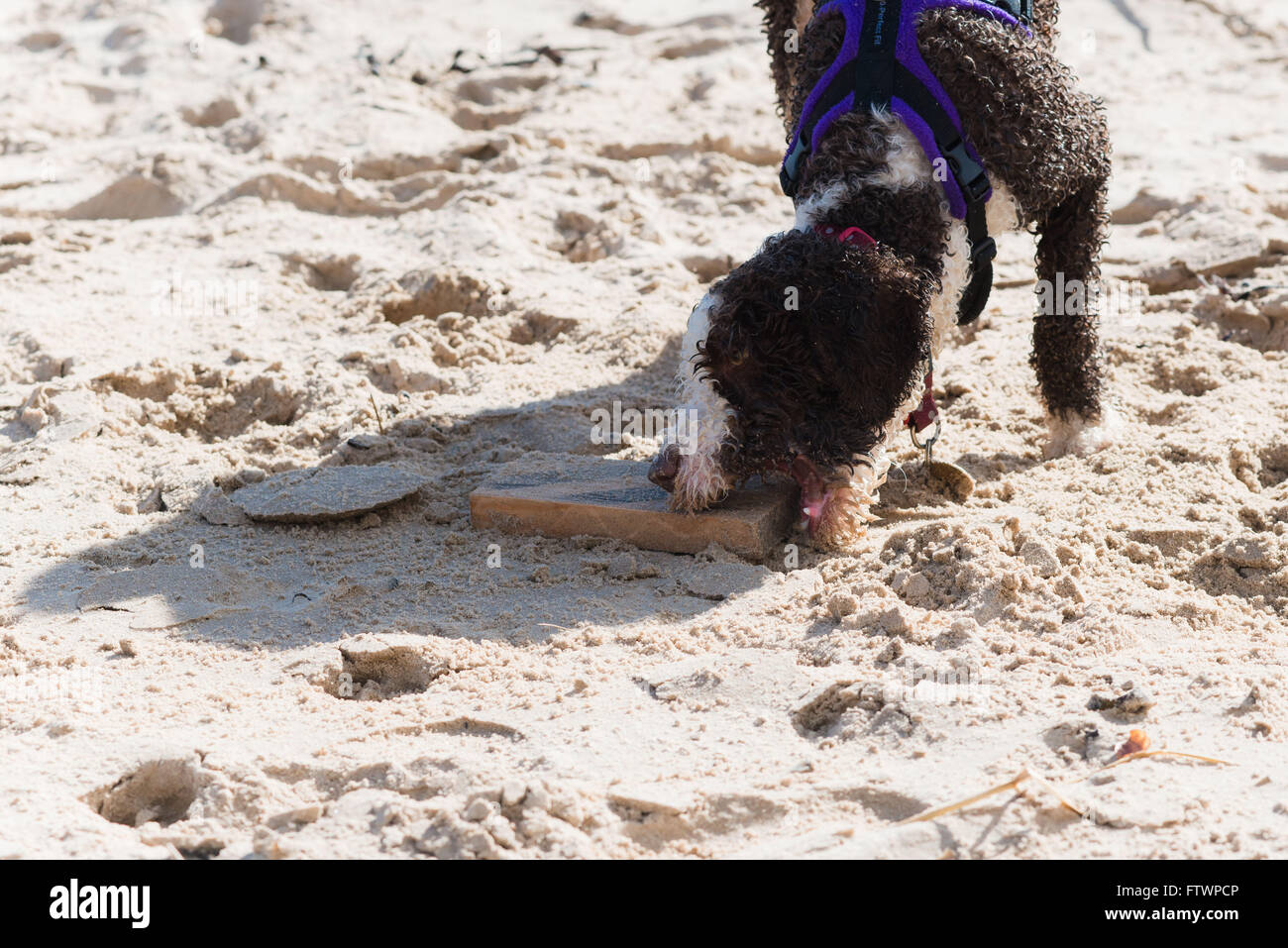 Spanische Wasserhund spielen im Sand am Strand mit Holz Stockfoto