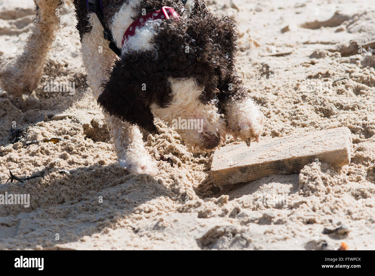 Spanische Wasserhund spielen im Sand am Strand mit Holz Stockfoto