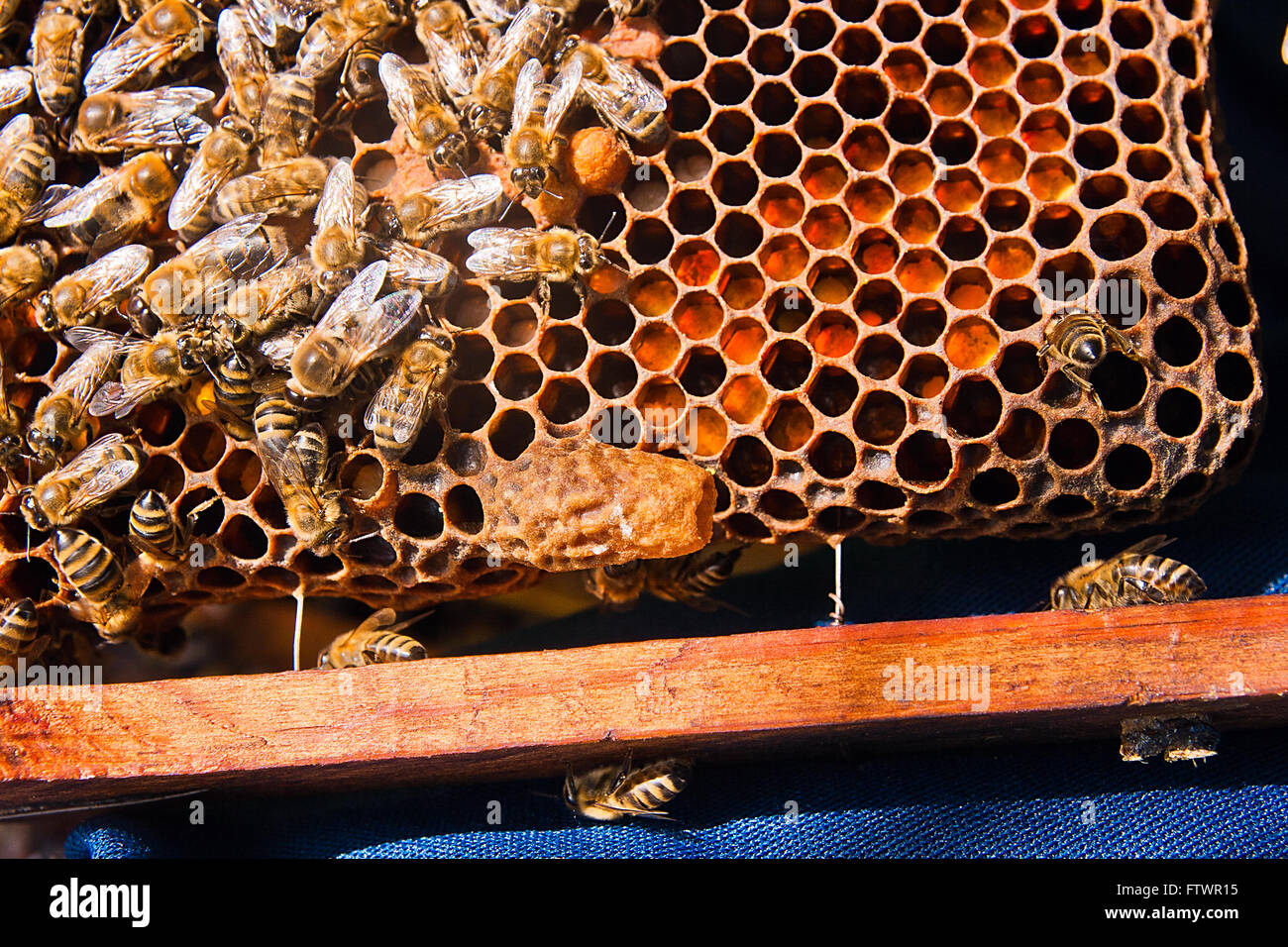 Nahaufnahme des Kamms mit jungen Königin. Bienen beschäftigt, Nahaufnahme von den Arbeitsbienen auf Waben. Stockfoto