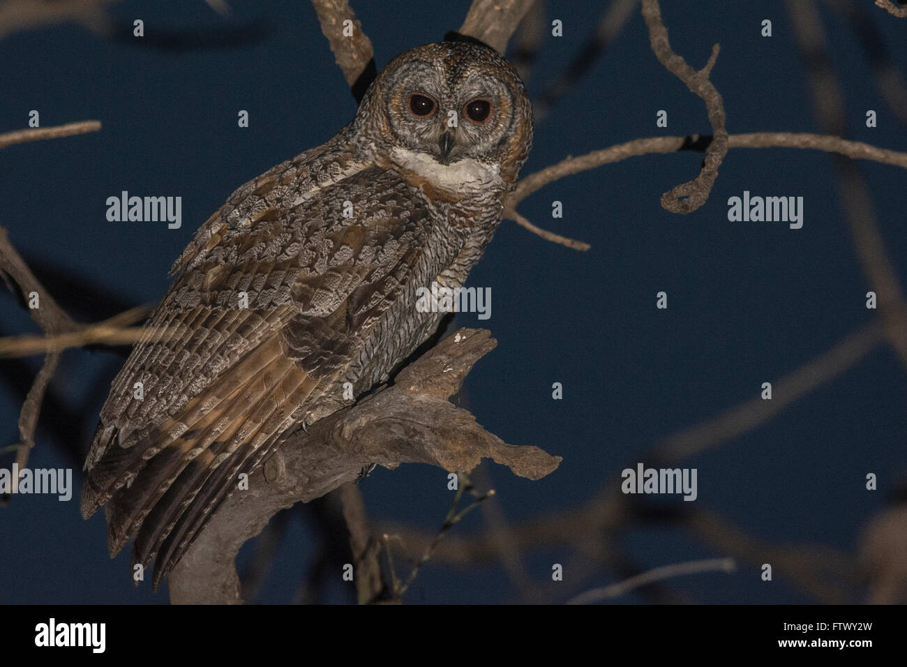 fleckige Holz Eule (Strix Ocellata) im Shoolpaneshwar Wildlife Sanctuary, Gujarat, Indien Stockfoto