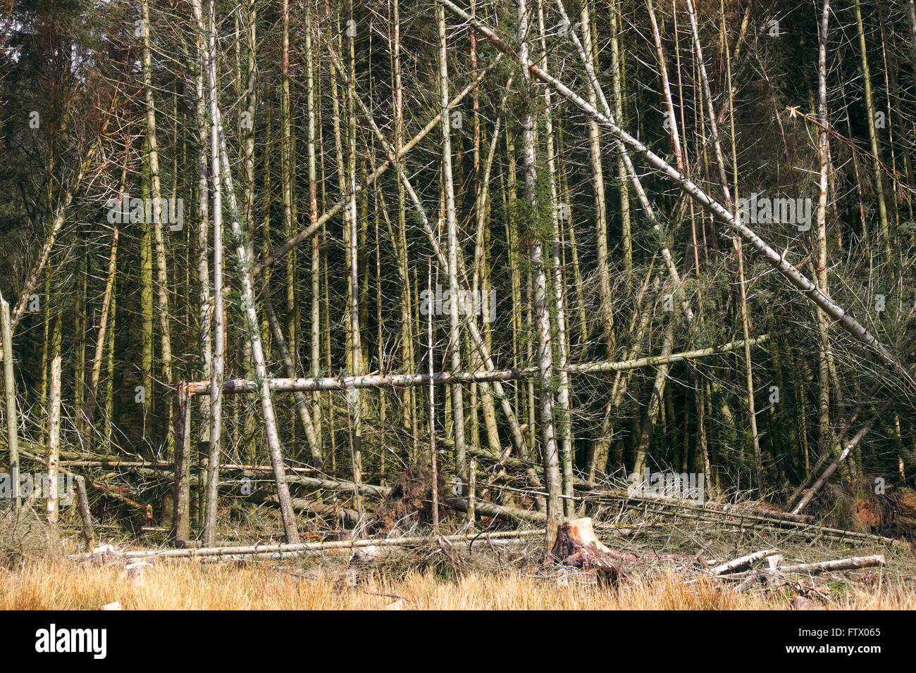 Kiefern im Wirtschaftswald in Wales Großbritannien Stockfoto