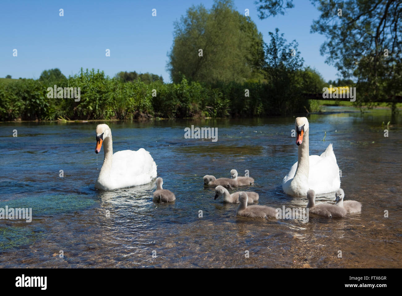 Eine Familie von Schwänen und Signets auf einem Fluss in den Cotswolds, UK. Die eng geknüpftes Familie Swimn hinunter den Fluß mit den Eltern halten ein wachsames Auge auf die kleinen grauen Signets. Stockfoto