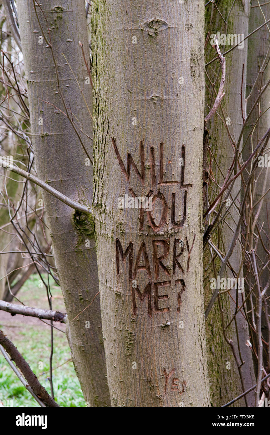 Ehe-Vorschlag-Nachricht auf den Stamm eines Baumes geschnitzt Stockfoto