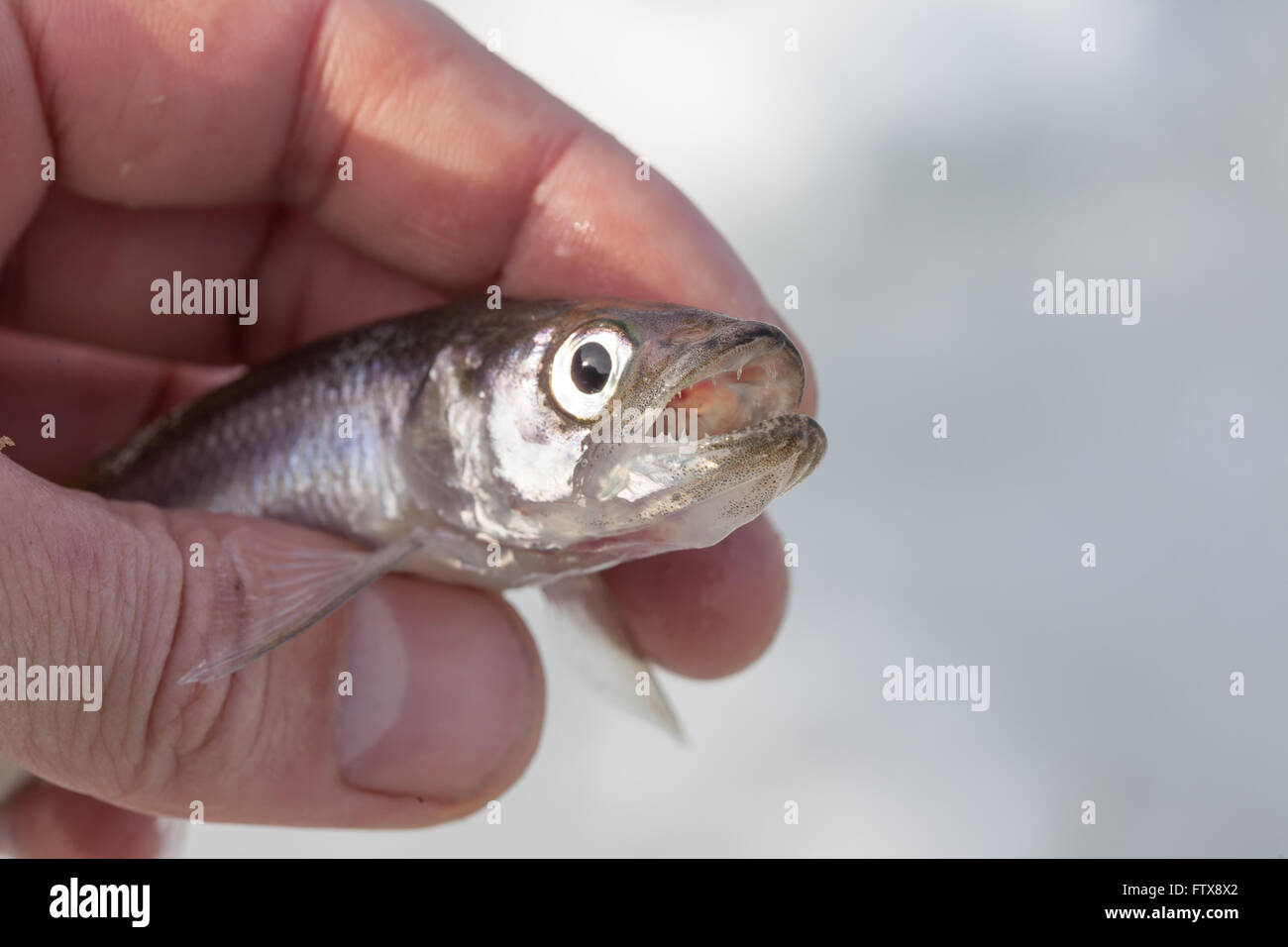 Live Stint Fisch in der hand closeup Stockfoto