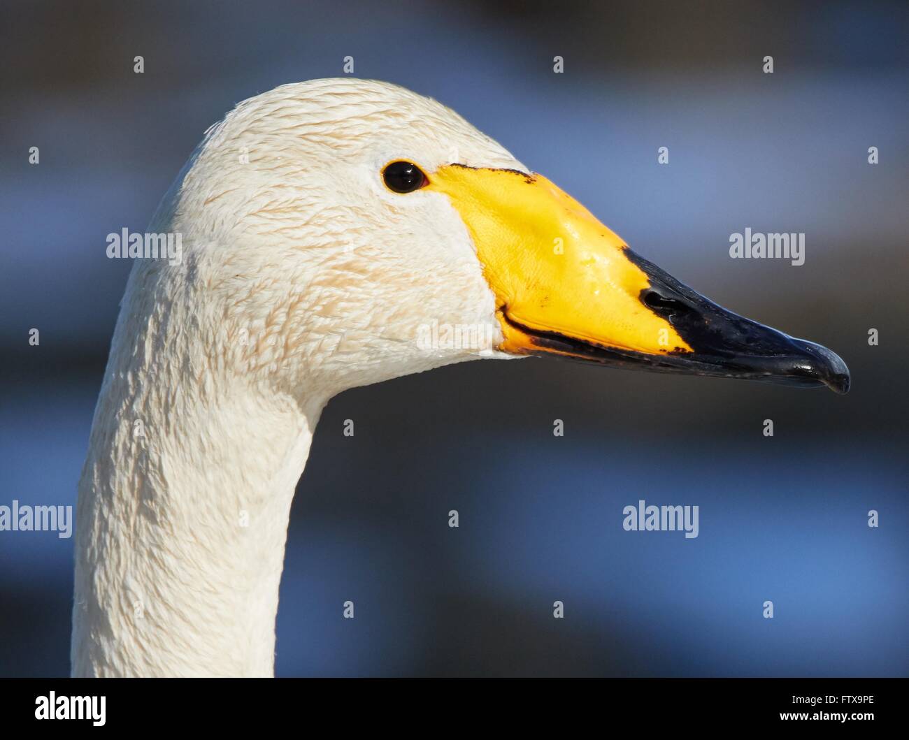Whooper Schwan (Cygnus Cygnus) Kopf in Nahaufnahme geschossen. Schöne weiße Vogel sieht lächelnd im Frühjahr. Stockfoto Whooper Schwan (Cygnus Cygnus) Kopf in Nahaufnahme geschossen. Schöne weiße Vogel sieht lächelnd im Frühjahr. Stockfoto