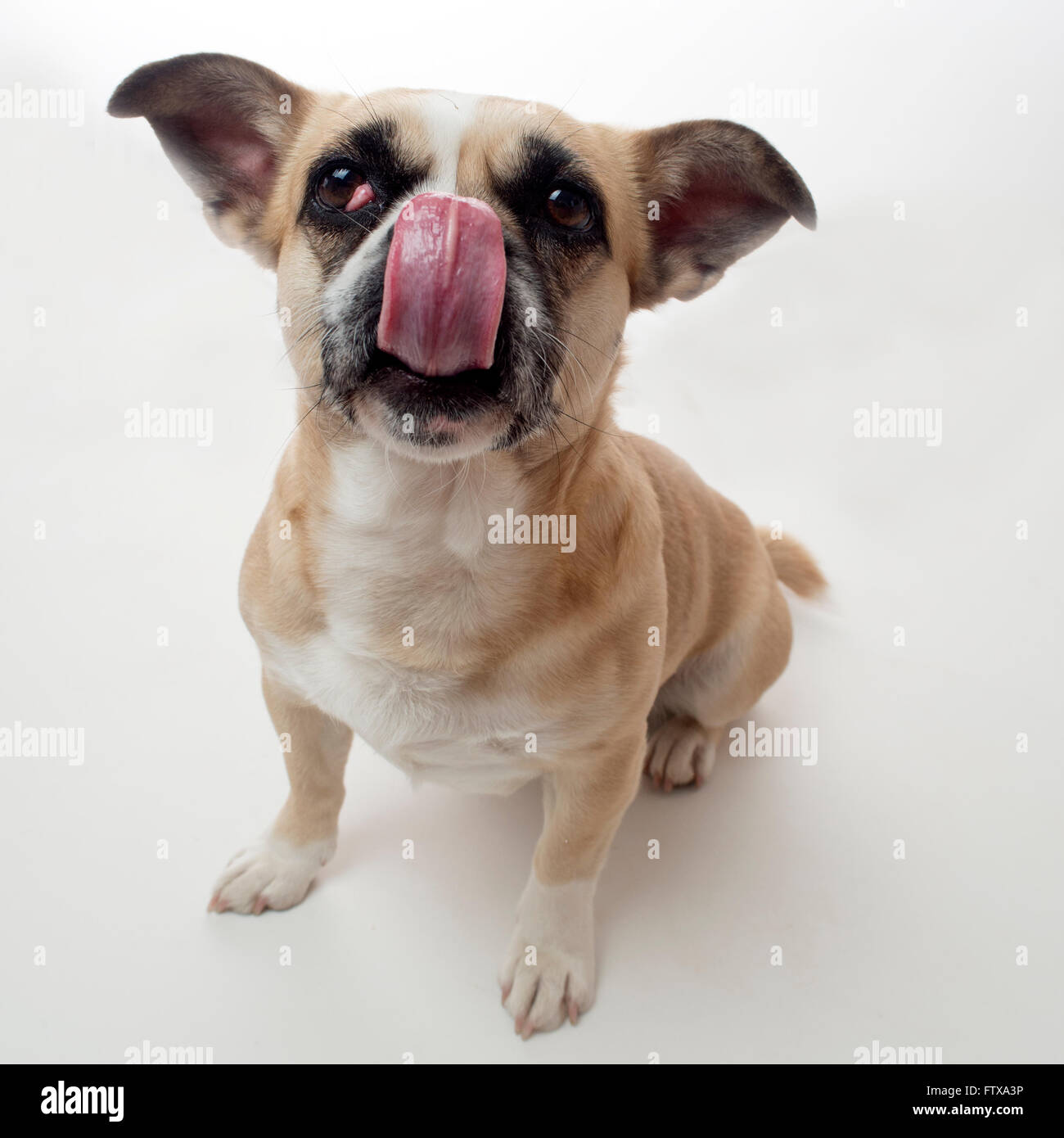 Hund, Haustier, Hund, Inland, jack Russell Terrier Stockfoto