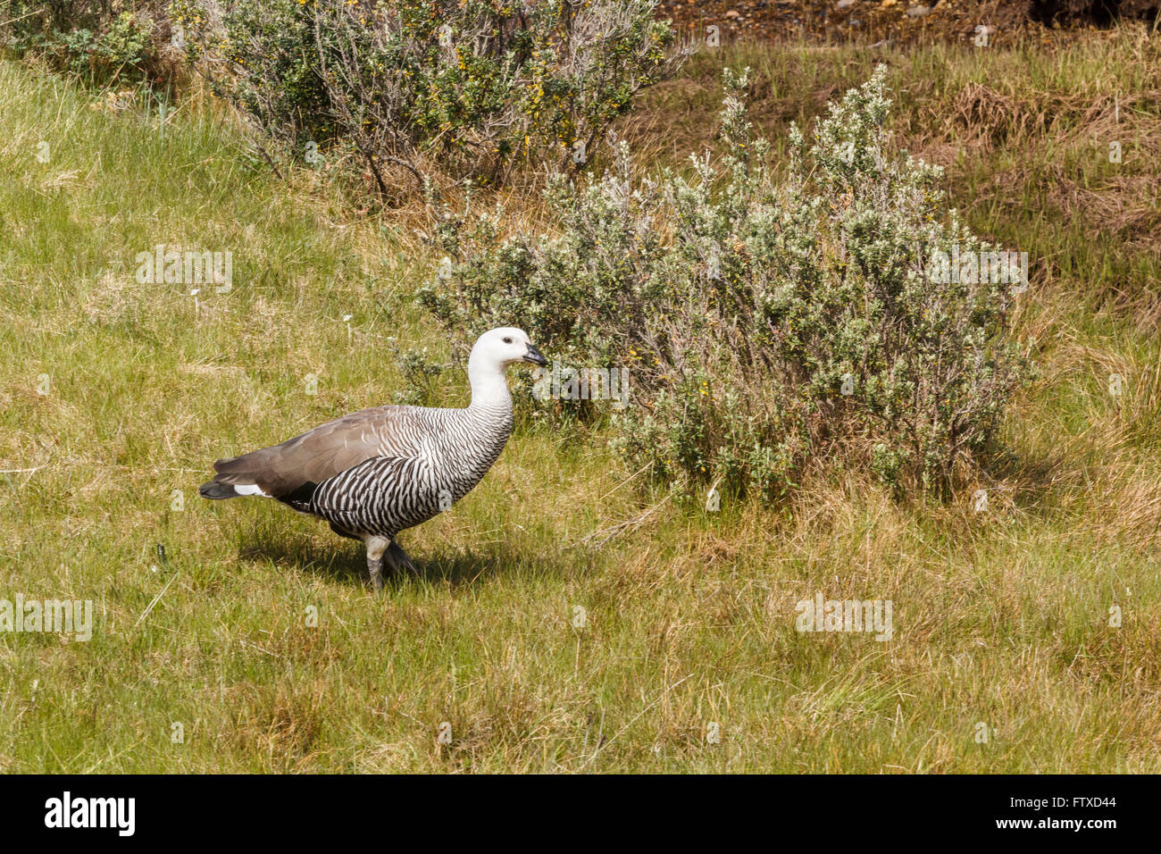 Größere Upland Gans Stockfoto