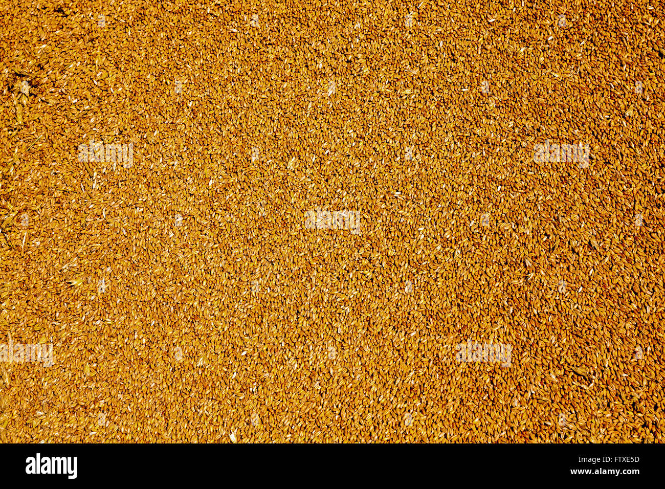 Getreide Weizen, Nahaufnahme Stockfoto