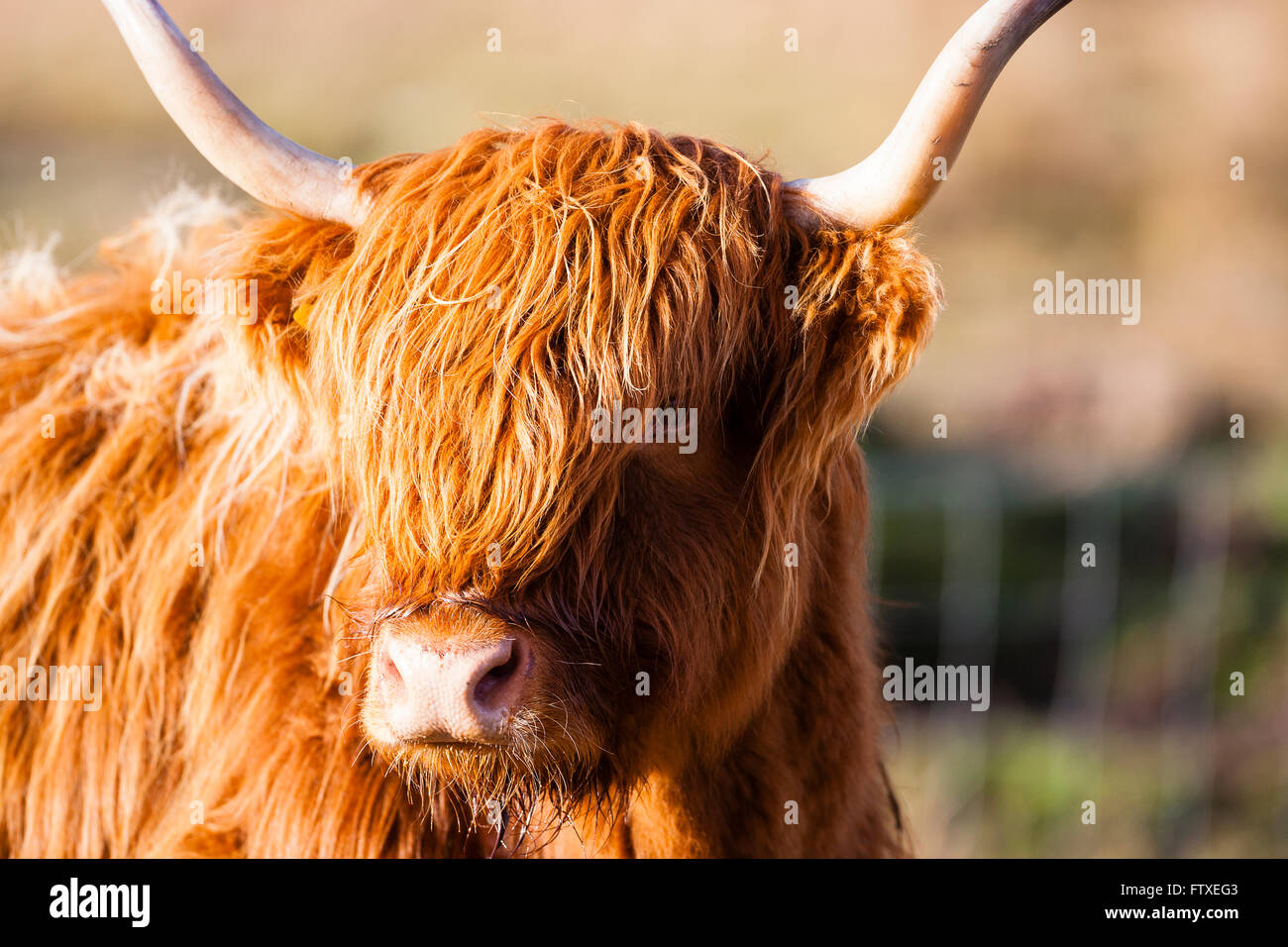 Isle of Mull, Schottland. Leuchtend orange Highland Kuh. Stockfoto