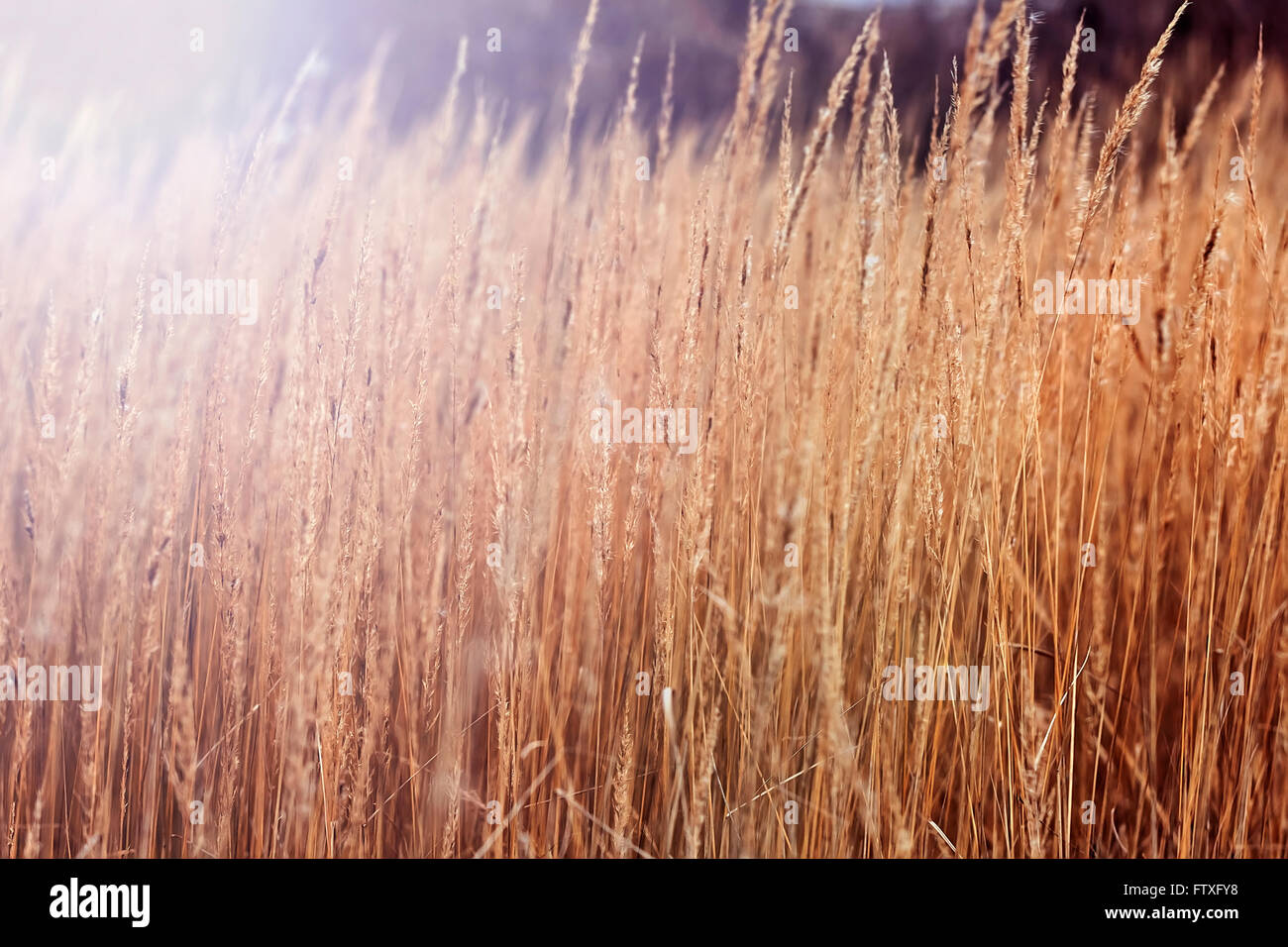 Schönheit Rothaarige Herbst Feld Rasen von Sonne beschienen Stockfoto