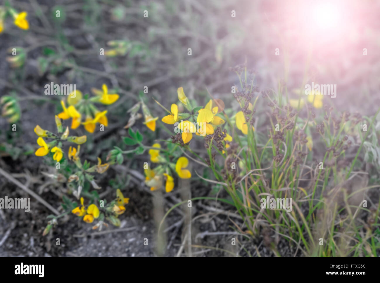 Schöne kleine gelbe Blüten im Sommer Stockfoto