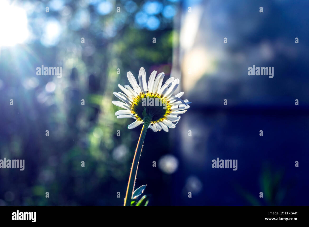 Schöne Garten Kamille in der Abendsonne vor der Dämmerung Stockfoto