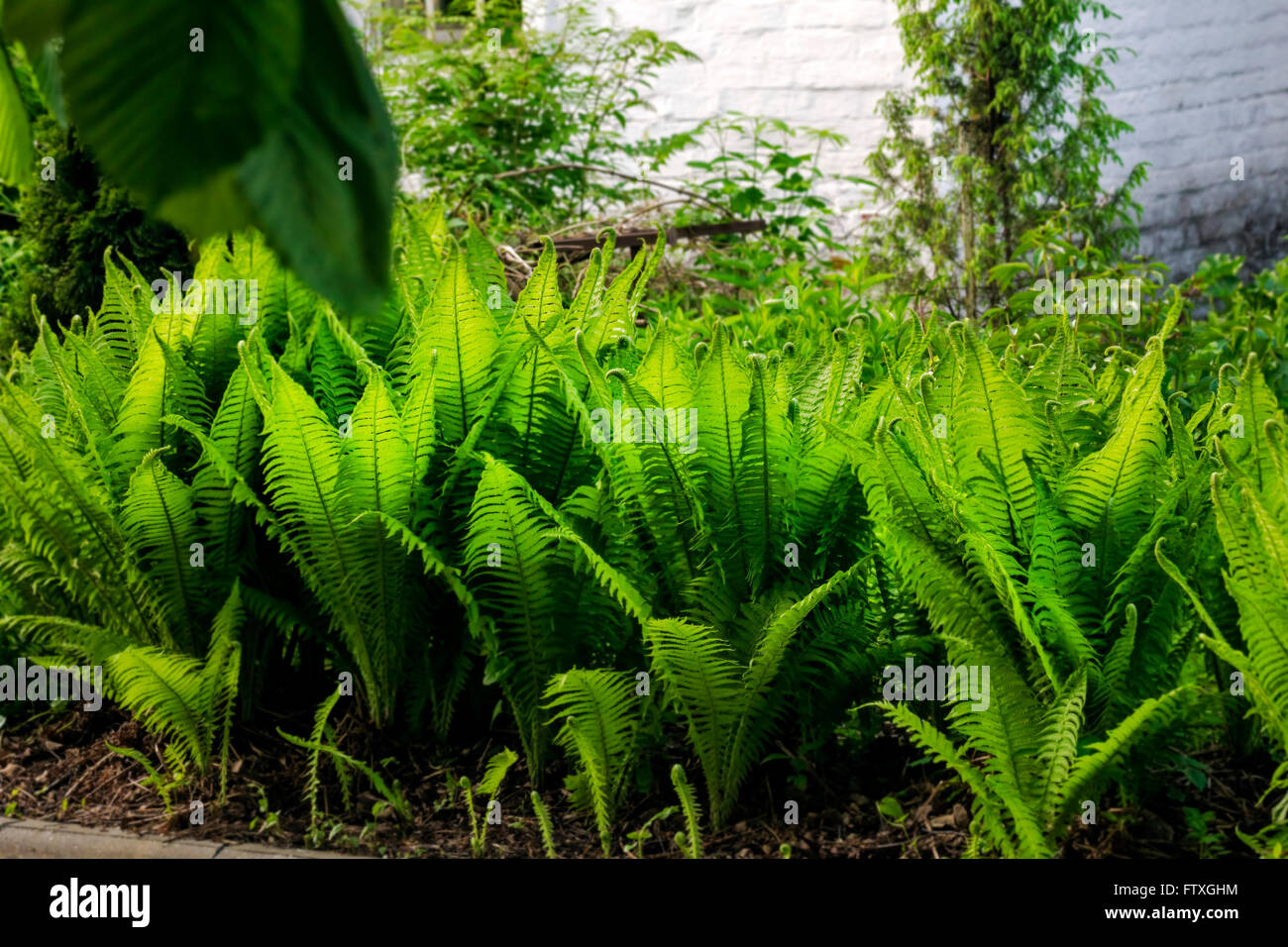 Schöne üppige grüne Farn Büsche im Sommer Schatten Stockfoto
