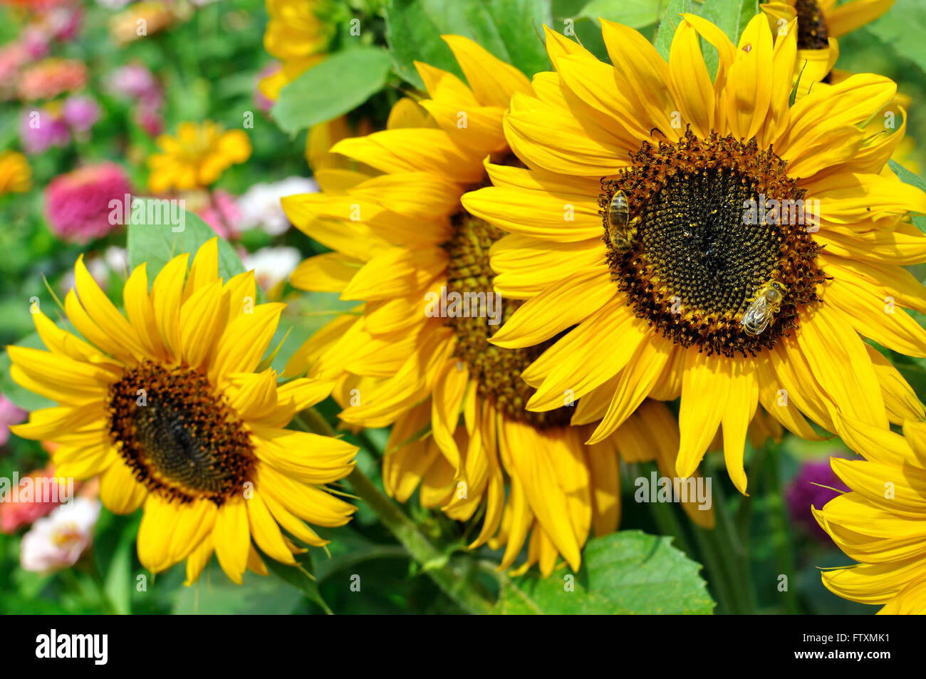 Arbeitsbienen auf die blühende Sonnenblume Stockfoto