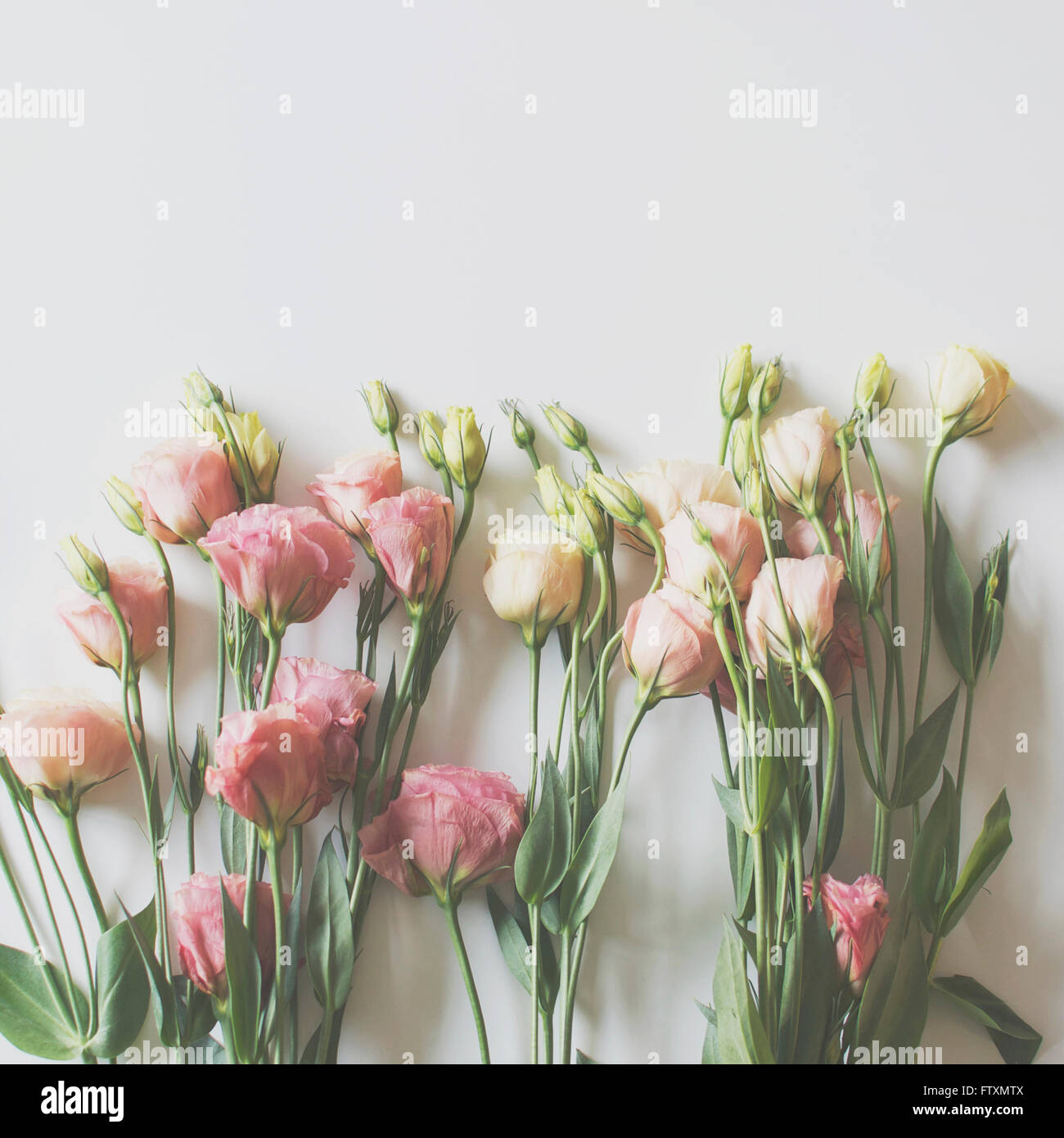 Lisianthus Blumen auf einfarbigen Hintergrund Stockfoto