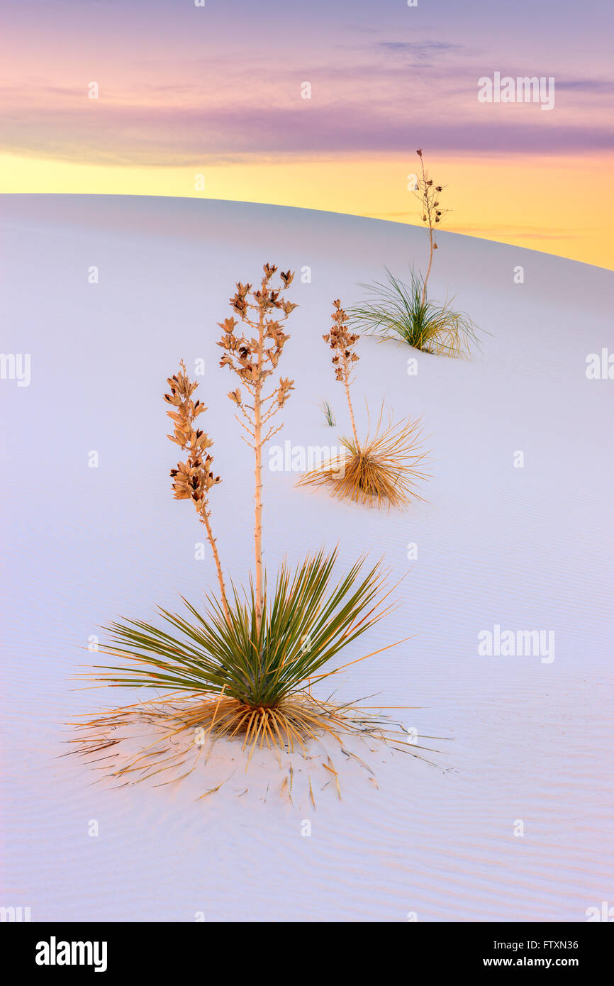 White Sands National Monument, in der Nähe von Alamagordo, New Mexico, Teil der Chihuahua-Wüste. Stockfoto