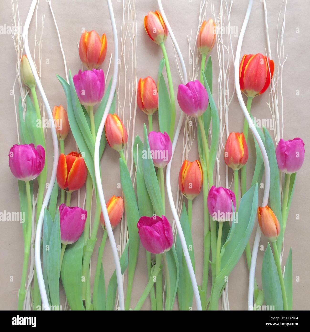 Bunte Tulpen Dekoration Stockfoto
