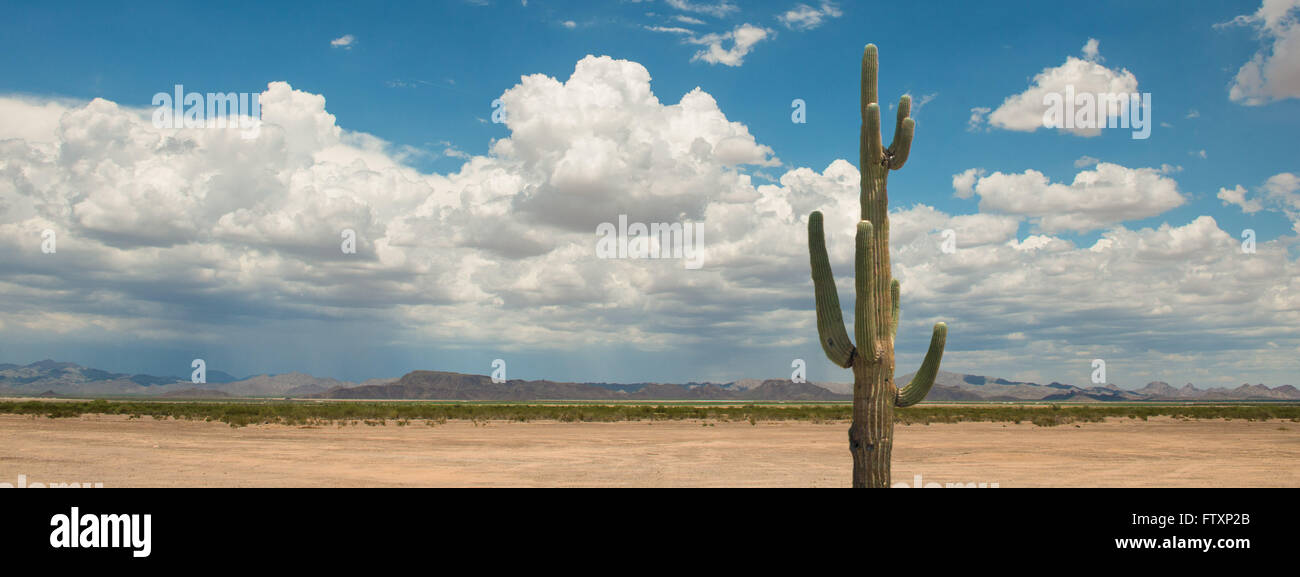 Saguaro Cactus (Carnegiea gigantea) in der Sonoran Wüste, Arizona, Vereinigte Staaten Stockfoto