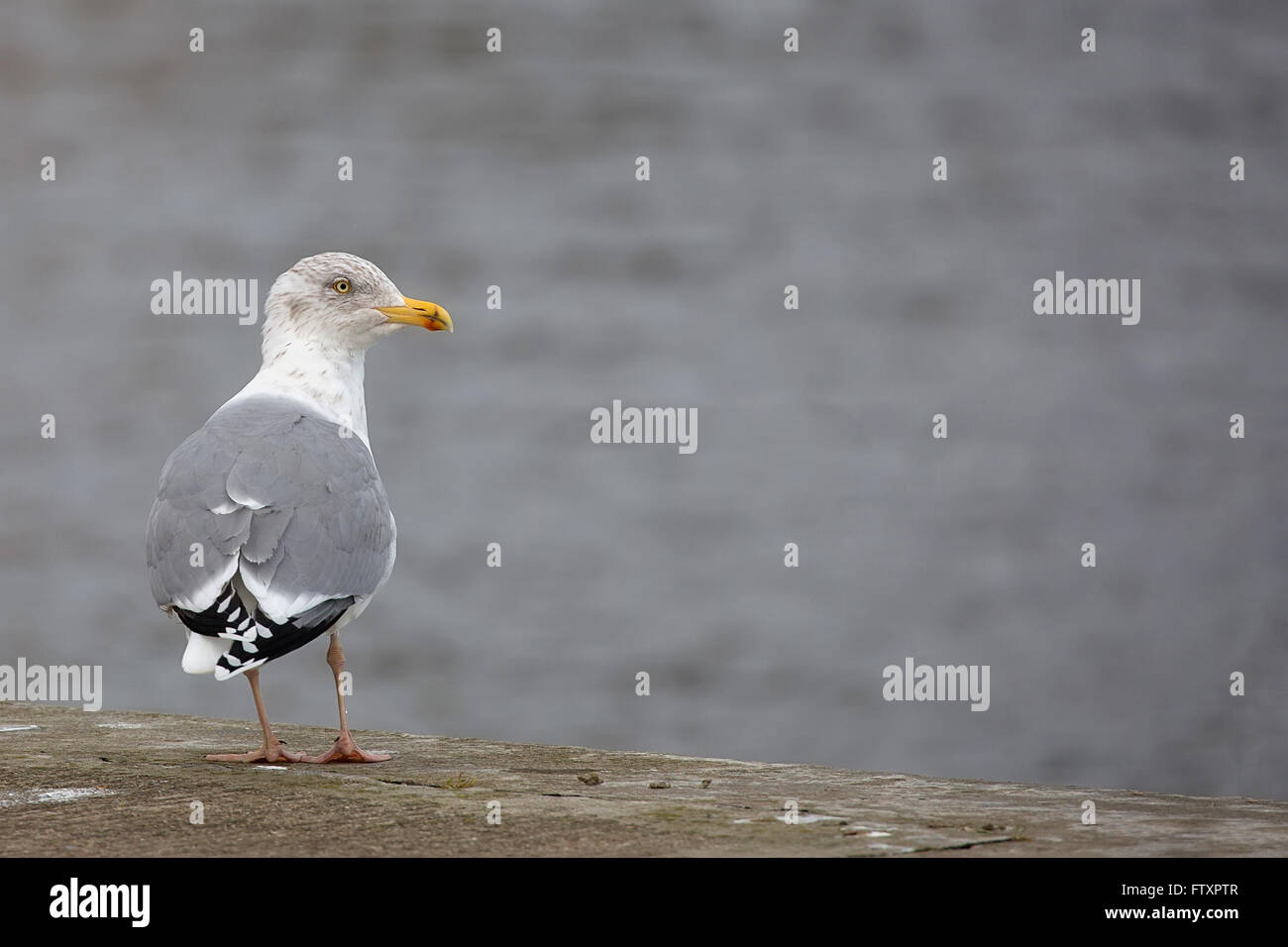 Möwe am Meer Stockfoto