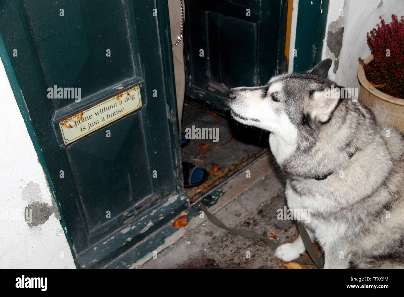 Hund saß vor einem Haus in Aalborg, Dänemark Stockfoto