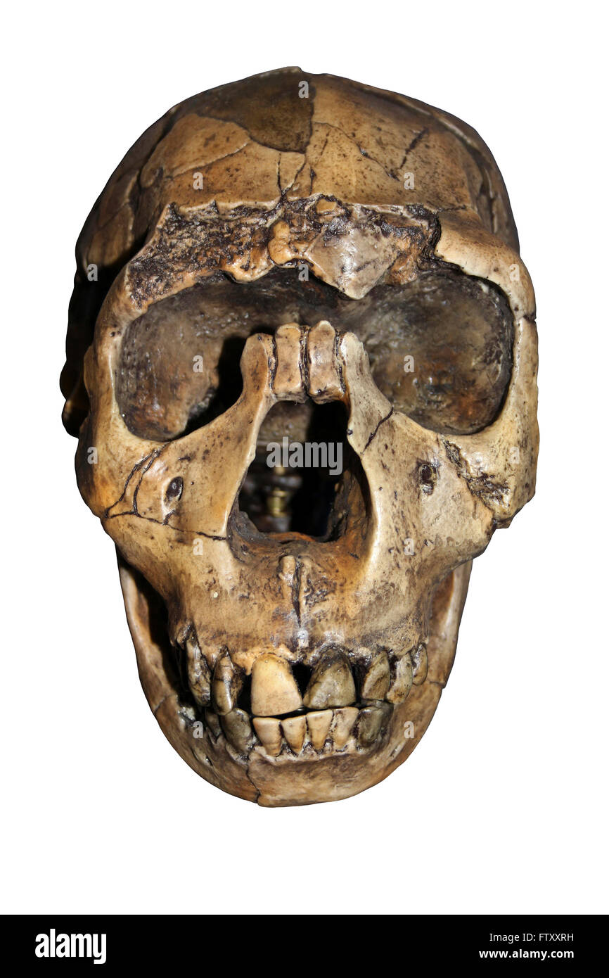 Homo Ergaster Schädel Nariokotome Boy Stockfoto