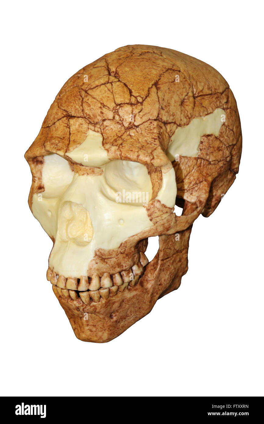 Homo Sapiens Schädel Skhul 5 Stockfoto