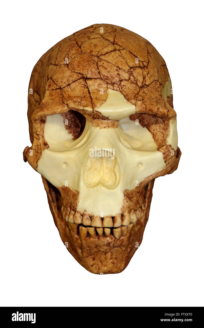 Vordere Ansicht des Homo Sapiens Schädel Skhul 5 Stockfoto