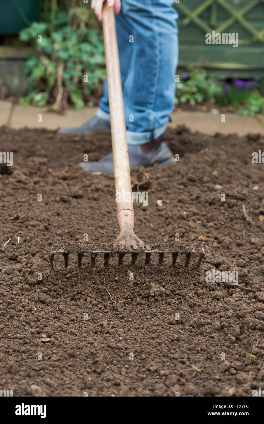 Gärtner Rechen den Boden Beete im Frühjahr vorbereiten. UK Stockfoto